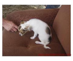 Chiot de type chihuahua a donner