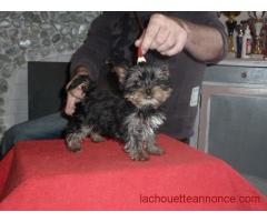 a donner chiot yorkshire terrier