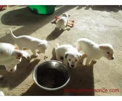 chiots Jack Russel