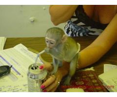 Adorables bébés singe capucins