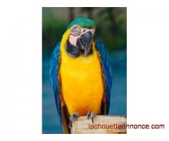 Adorable perroquet ara bleu et jaune