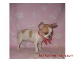 Donne pour Noél magnifique chiot chihuahua femelle inscrite au LOF