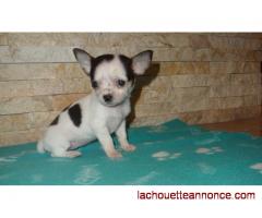 Donne  magnifique chiot chihuahua femelle au Lof