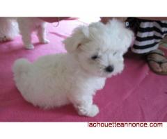 A adopter Magnifique femelle Bichon maltais