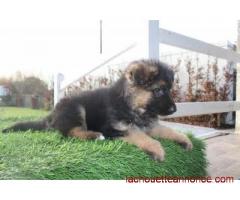 Donne chiot type berger allemand