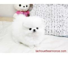 Magnifique Chiot de Poméranie femelle