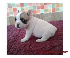 Magnifique chiot type femelle bouledogue français