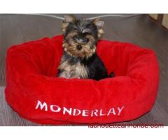 A adopter chiot femelle yorkshire terrier
