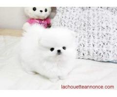 Venez l'adopter!! Magnifique Chiot de Poméranie