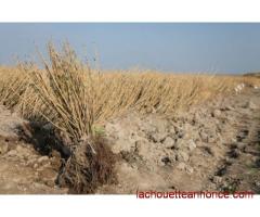 Boutures arbustes et arbrisseaux fruitiers