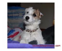 Chiot jack russel LOF‏