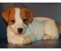 Chiot femelle Type Jack Russell non lof‏