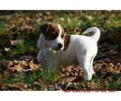 Adorable chiot type jack russell femelle à donner
