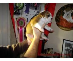 A donner chiot mâle Bulldog Anglais lof