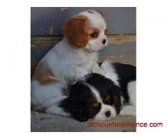 magnifiques chiots cavalier king charles à donner