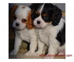 magnifiques chiots cavalier king charles à donner