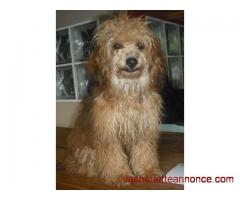 Don chiot caniche Toy femelle