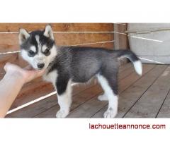 magnifiques chiots husky de Sibérie aux yeux bleus