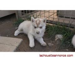 magnifiques chiots husky de Sibérie aux yeux bleus