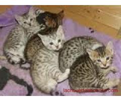 Adorables petits chatons type bengales