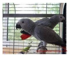 adorable perroquet male type gris du Gabon