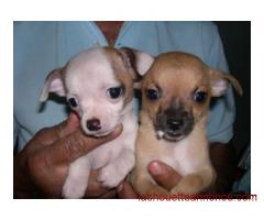 Donne Superbes Chiots Chihuahua Pure Race Poils courts