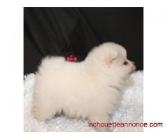 mâle en bonne santé et chiots pomeranian femmes à vendre