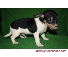 petits chiots taille chihuahua à vendre