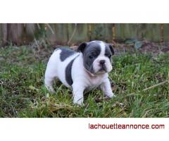 chiots bulldog français à vendre