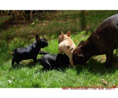 Magnifiques chiots Bouledogue français