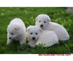Chiots de race samoyede lof
