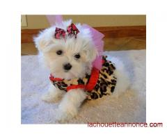 Chiots bichon Maltais LOF