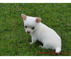 A donner chiot type chihuahua