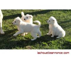 4 chiots L.O.F berger blanc suisse