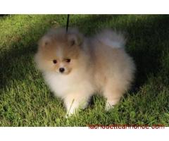 Chiots pure race Spitz nain femelle A DONNER