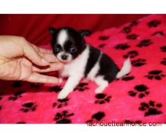 Don Chiot Chihuahua femelle