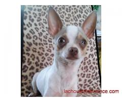 Magnifiques chiot de race Chihuahua mâle et femelle  disponible pour vous