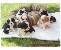 chiots cavalier king charles a donner pour adoption