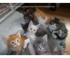 chatons maine coon a donner pour adoption