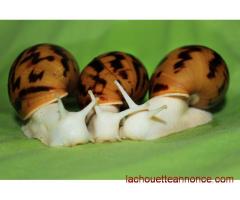 Achatina varicosa et autres escargots géants à vendre