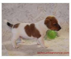 A donner : Chiot type Jack Russel