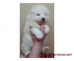 Adorables chiots SAMOYEDE LOF