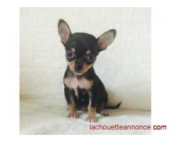 Donne Jolie chiot chihuahua femelle au LOF