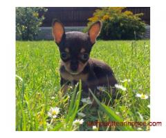 Donne Jolie chiot chihuahua femelle au LOF