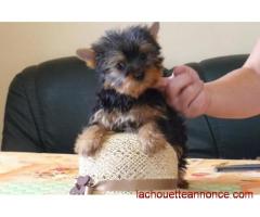 Bébés Yorkshire Terrier