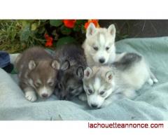 A donner, 2 magnifiques chiots husky de sibérien LOF