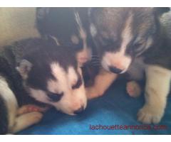 SUPERBE PORTÉE DE HUSKY SIBERIEN LOF