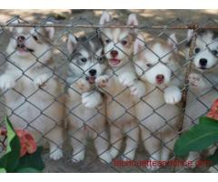 chiots husky siberien