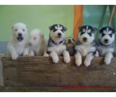 Très beaux chiots husky sibérien lof