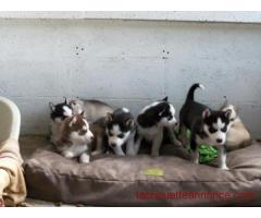 chiot husky sibérien Lof